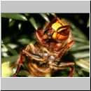 Vespa crabro - Hornisse 14.jpg